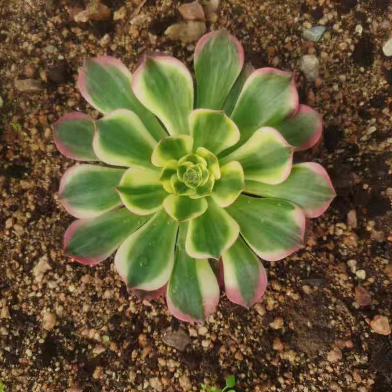 Aeonium 'dominant Sea Power'