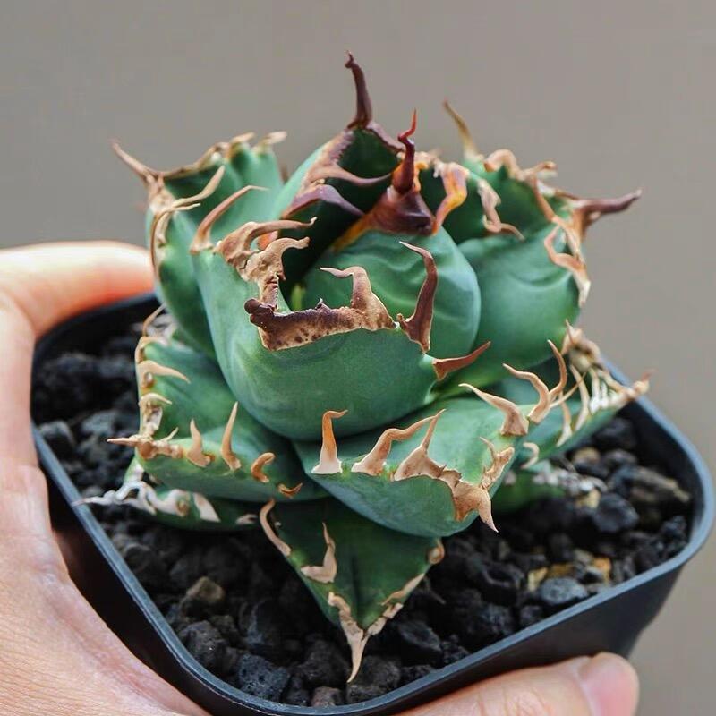 Agave Americana