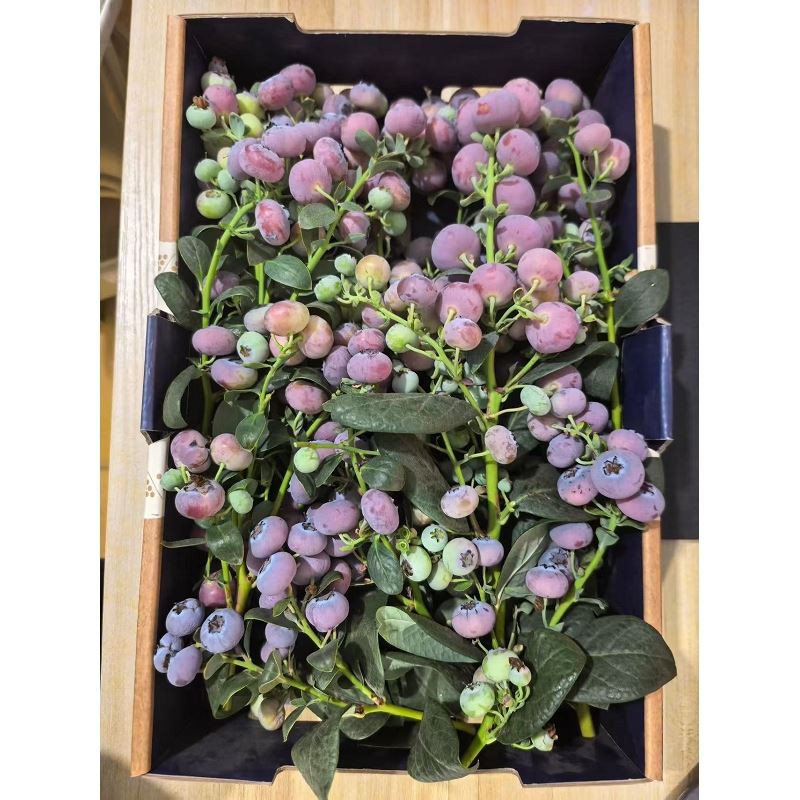 BLUEBERRY