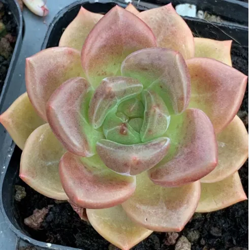 Echeveria 'brandy'