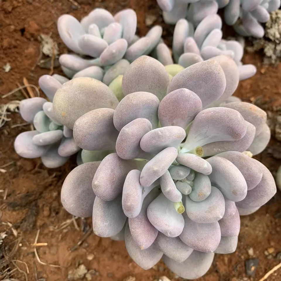Pachyphytum Bracteosum Link & Al.