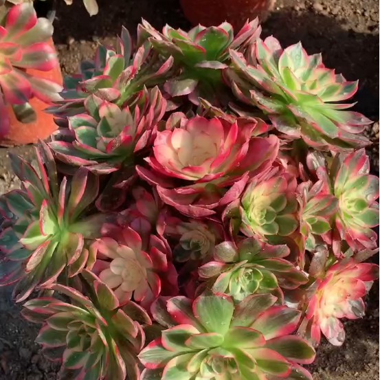 1735798350346 1735798350346