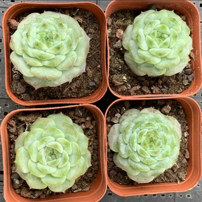 Echeveria 'Ice Soul'#Harvinaiset kasvit#Mehikasvit